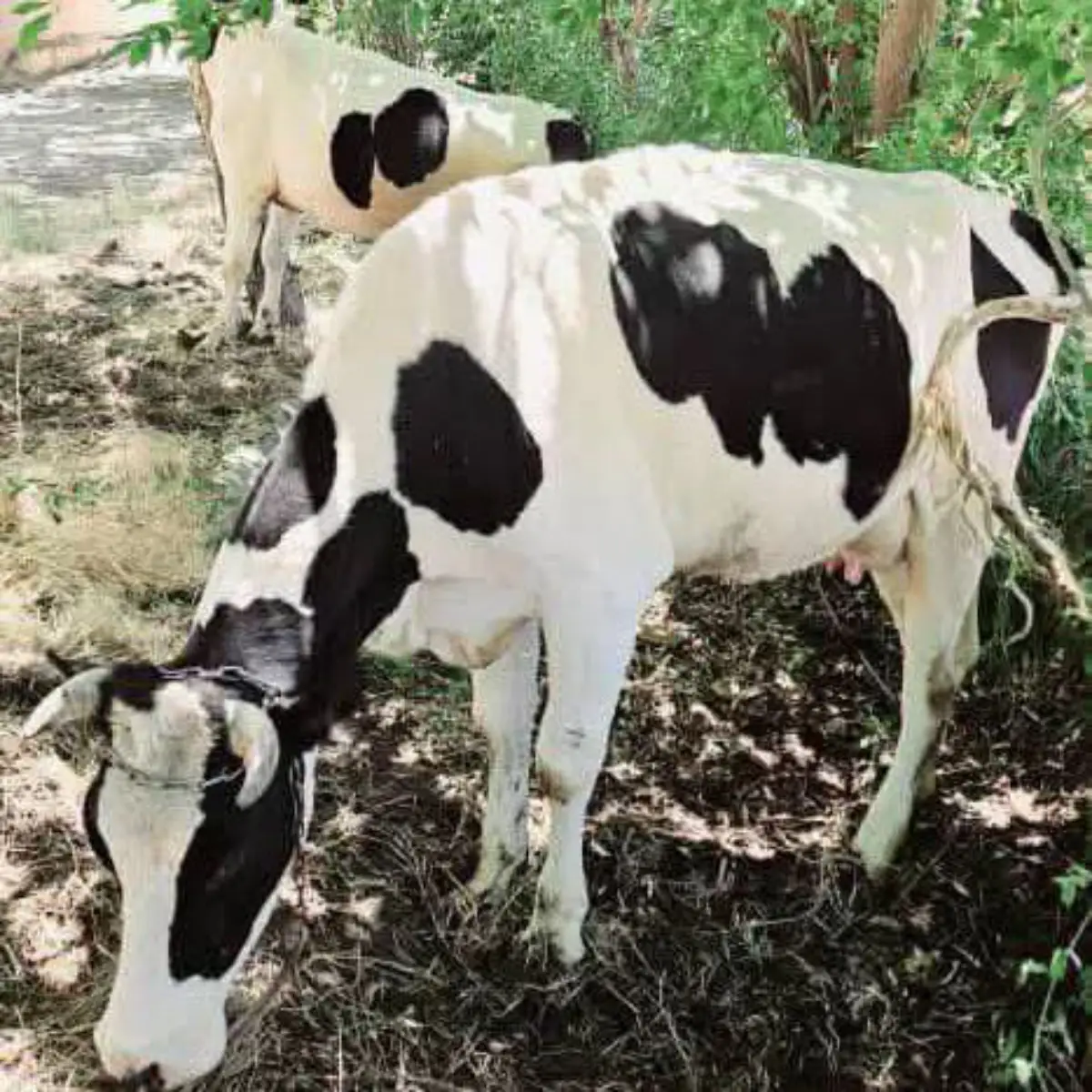 بقرة